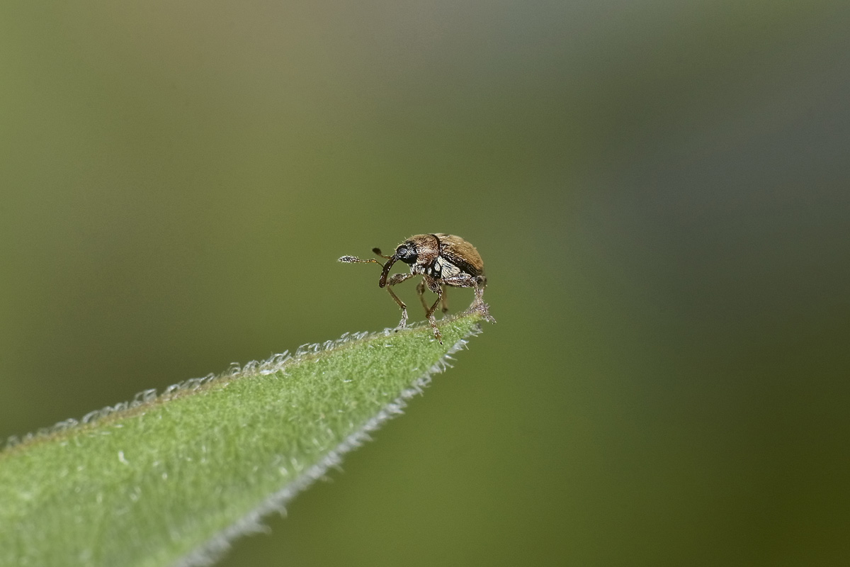 Nanophyidae: Nanophyes sp. e Dieckmanniellus sp.